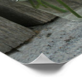 Poster Jar De Faisceaux Et De Susans À Oeil Noir (Coin)