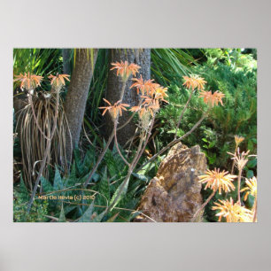 Poster Jardin Aloe Vera