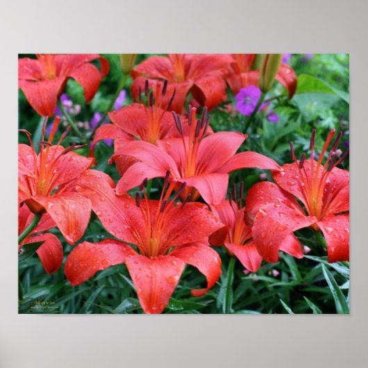 Poster Jardin aux fleurs d'Orange (Devant)