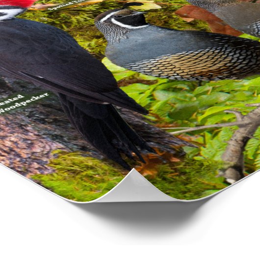 Poster Jardin Birds de la Colombie-Britannique (Coin)