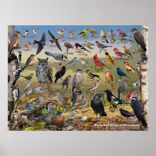 Poster jardin Birds of Minnesota (Devant)