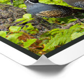 Poster Jardin Birds of the West Special Edition (Coin)