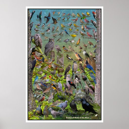 Poster Jardin Birds of the West Special Edition (Devant)