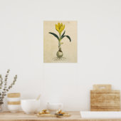 Poster Jardin botanique de tulipe Amaryllis Fleur (Cuisine)