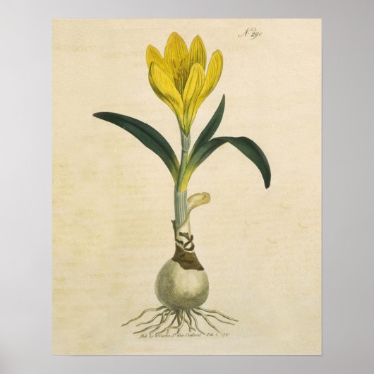 Poster Jardin botanique de tulipe Amaryllis Fleur (Devant)