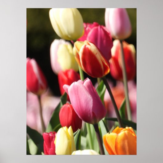 Poster Jardin coloré des tulipes (Devant)