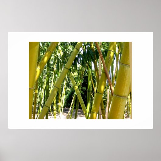 Poster Jardin de Bambou (Devant)