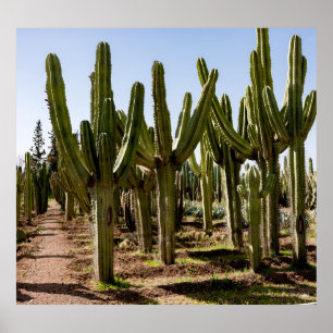 Poster Jardin de cactus, paysage désertique tropical.