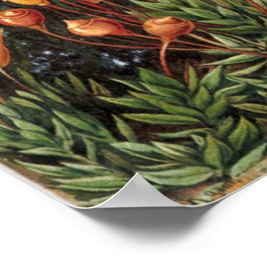 Poster Jardin de Haeckel (Coin)