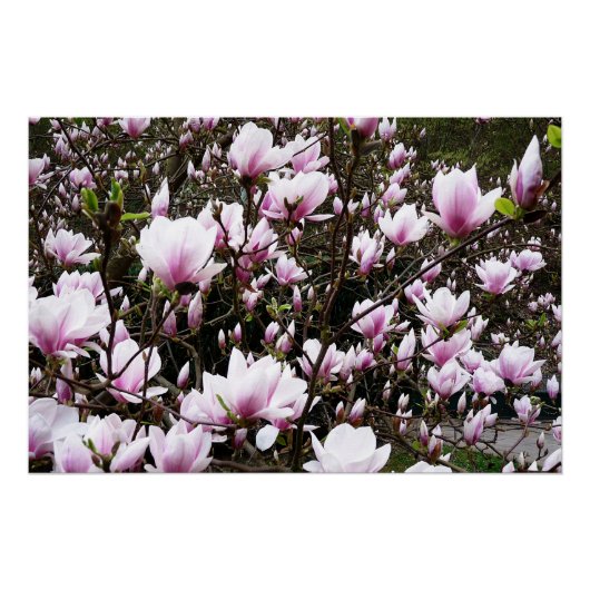 Poster Jardin de Magnolia (Devant)