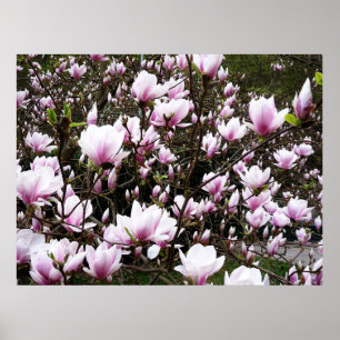 Poster Jardin de Magnolia