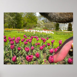 Poster Jardin de Tulip à travers l'affiche de la bouche d