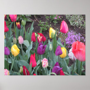 Poster Jardin de tulipes