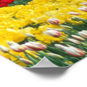 Poster jardin de tulipes, comté de Skagit, (Coin)