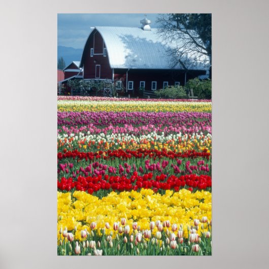 Poster jardin de tulipes, comté de Skagit, (Devant)