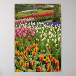 Poster Jardin de tulipes et de jacinthes, Jardins de Keuk
