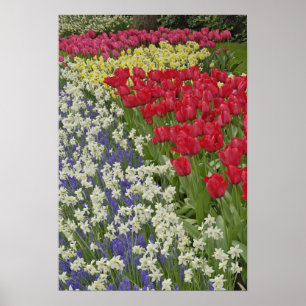 Poster Jardin de tulipes et de jonquilles, jardins de Keu