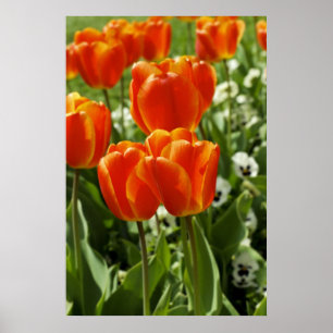 Poster Jardin de tulipes printanières