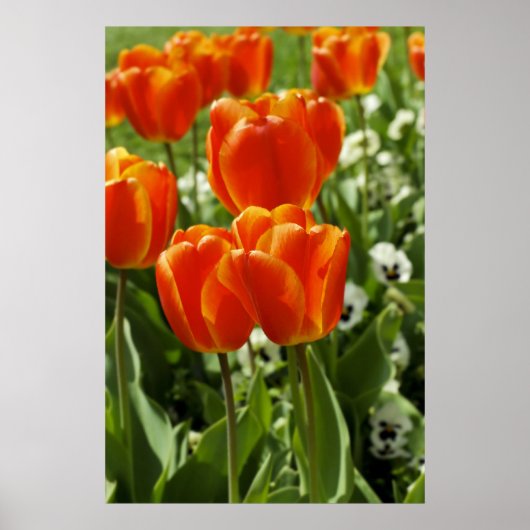 Poster Jardin de tulipes printanières (Devant)