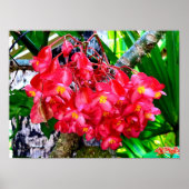 Poster Jardin des fleurs rouges Mexique (Devant)