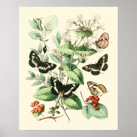 Poster Jardin des papillons et des fleurs (Devant)