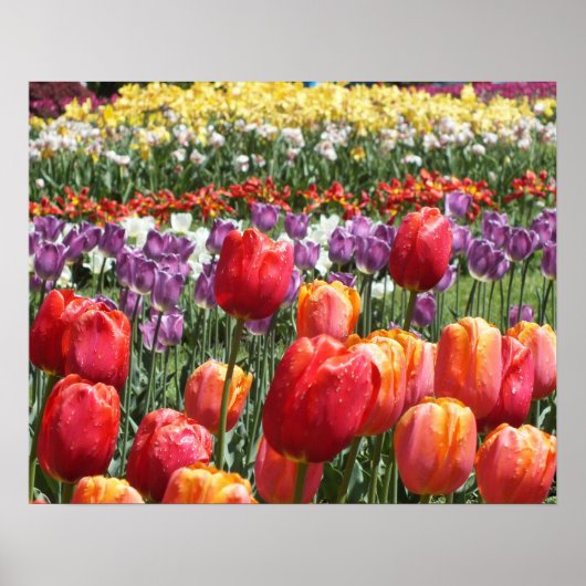 Poster Jardin des Tulipes du printemps (Devant)