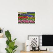 Poster Jardin des tulipes, Grape Hyacinth et (Bureau à domicile)