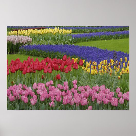 Poster Jardin des tulipes, Grape Hyacinth et (Devant)
