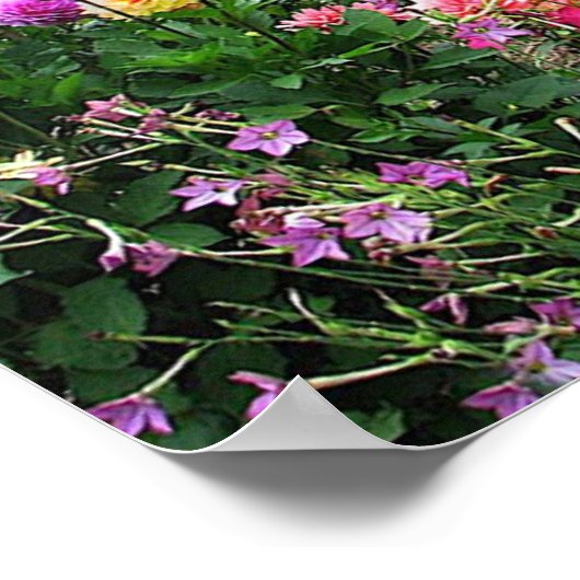 Poster Jardin d'été (Coin)