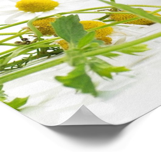 Poster Jardin d'herbes (Coin)