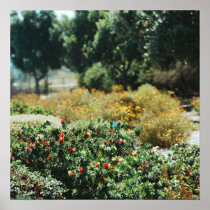 Poster Jardin dispersé
