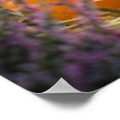 Poster Jardin encore vie avec citrouille orange (Coin)