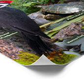 Poster Jardin Faune de l'Ouest identification (Coin)