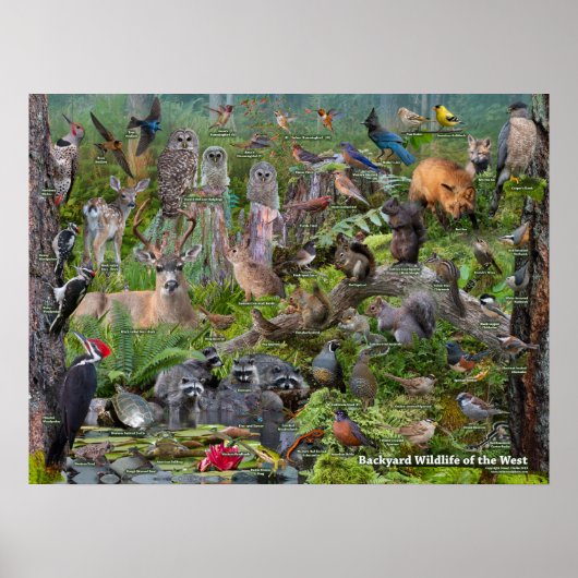 Poster Jardin Faune de l'Ouest identification (Devant)