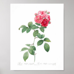 Poster Jardin féministe rose vintage