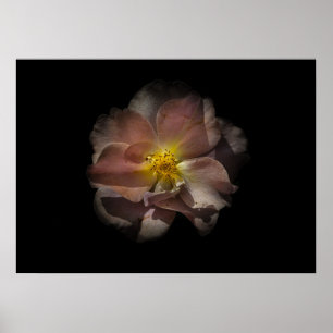 Poster Jardin Fleurs No 113 Version couleur