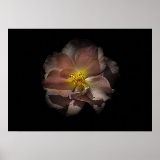 Poster Jardin Fleurs No 113 Version couleur (Devant)