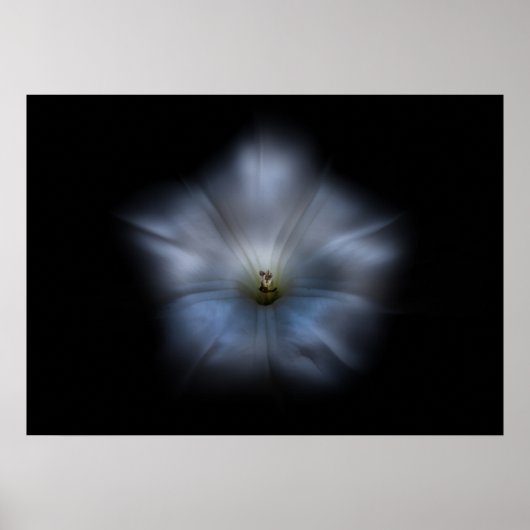 Poster Jardin Fleurs No 24 Version Couleur Flow (Devant)