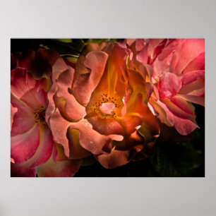 Poster Jardin Fleurs No 40 Version couleur