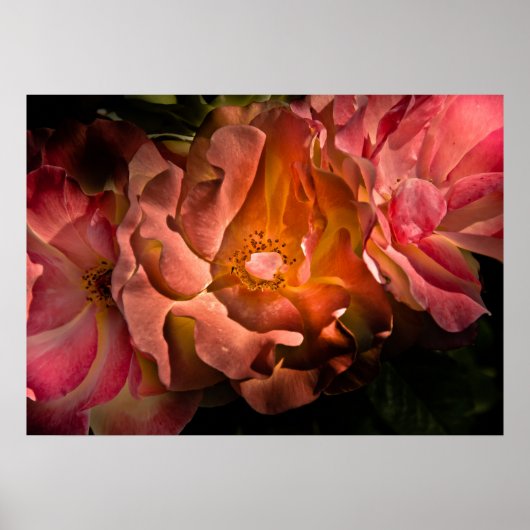 Poster Jardin Fleurs No 40 Version couleur (Devant)