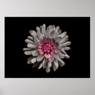 Poster Jardin Fleurs No 91 Version couleur