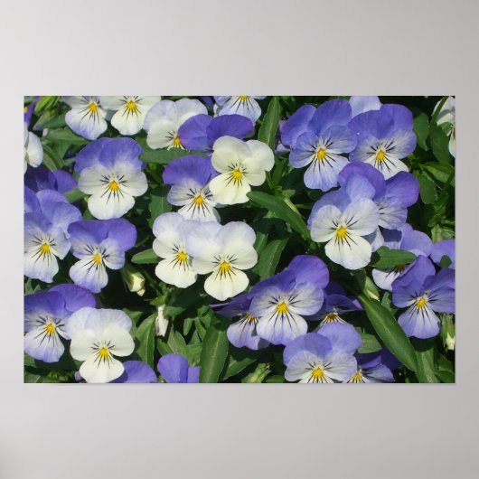 Poster Jardin Floral de Pensées Violettes (Devant)