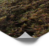 Poster Jardin japonais-02 (Coin)