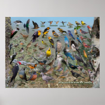 Jardin Oiseaux de la Colombie-Britannique Intérieu