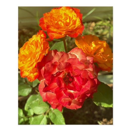 Poster Jardin Orange Et Fleur Rouge (Devant)