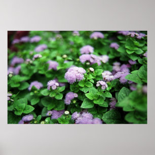 Poster Jardin pourpre