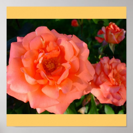 Poster Jardin rose Mod Chic Classal Flores (Devant)