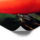 Poster Jardin Rouge Tomates sur la vigne Miroir Abstrait (Coin)