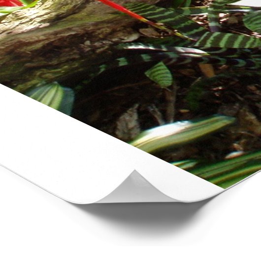 Poster Jardin tropical (Coin)