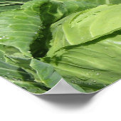 Poster Jardin végétal jardin (Coin)